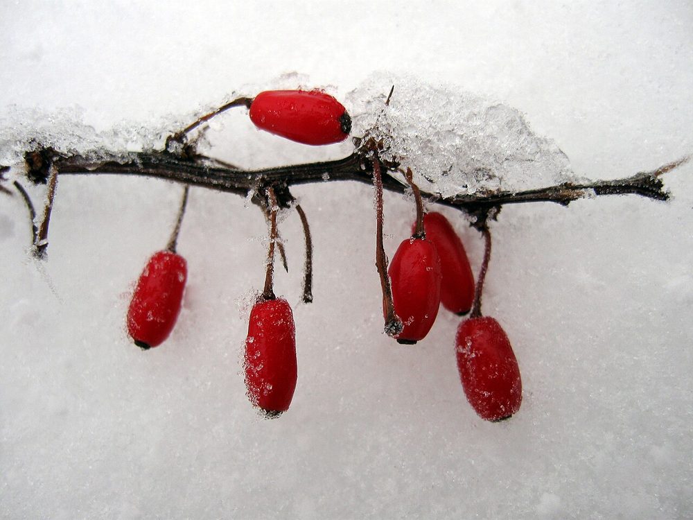 Bright red egg-shaped barberry berries on a stem