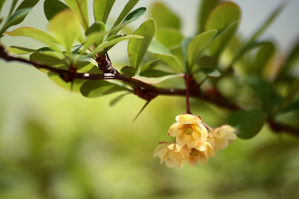 Pale yellow hanging barberry flowers