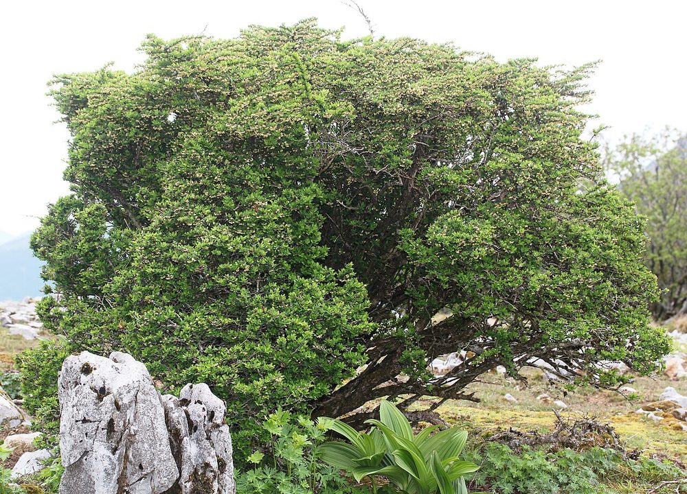 Japanese barberry shrub, dense arching thorny habit