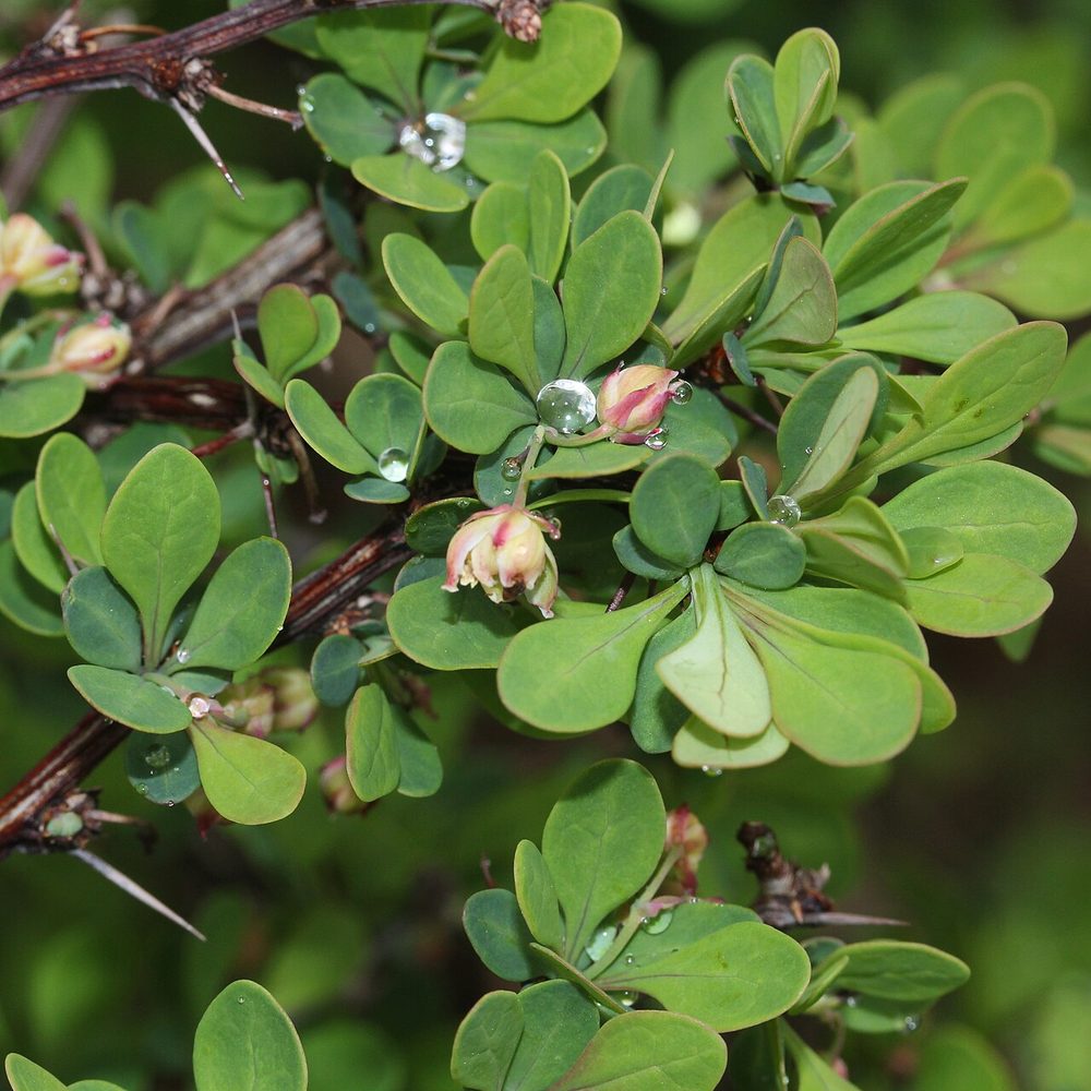 Barberry leaves clustered above a single spine at the node