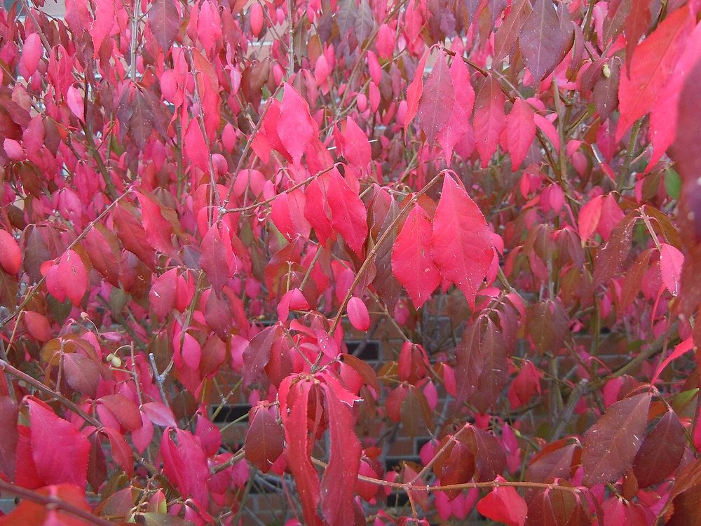 Burning bush in brilliant crimson fall color