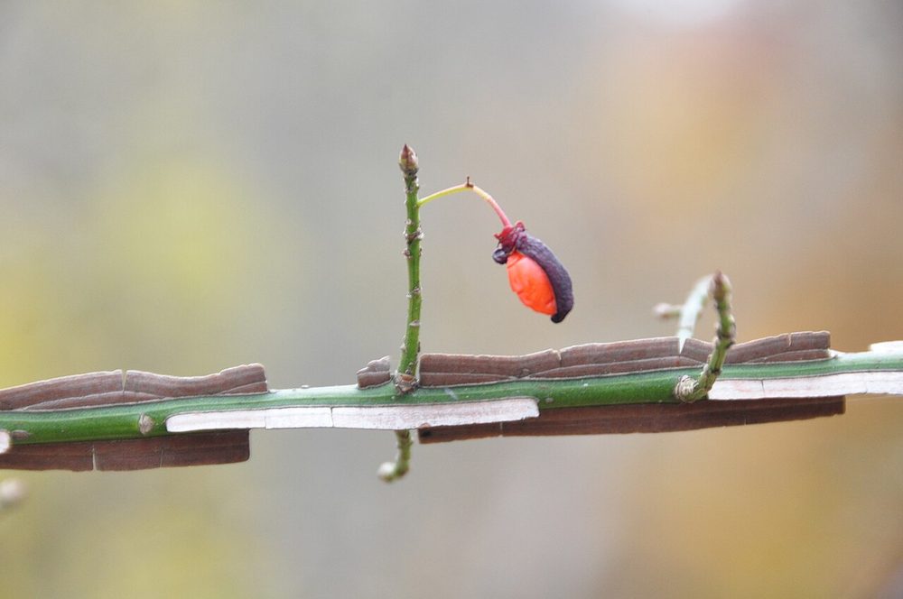 Reddish burning bush capsules splitting to orange arils