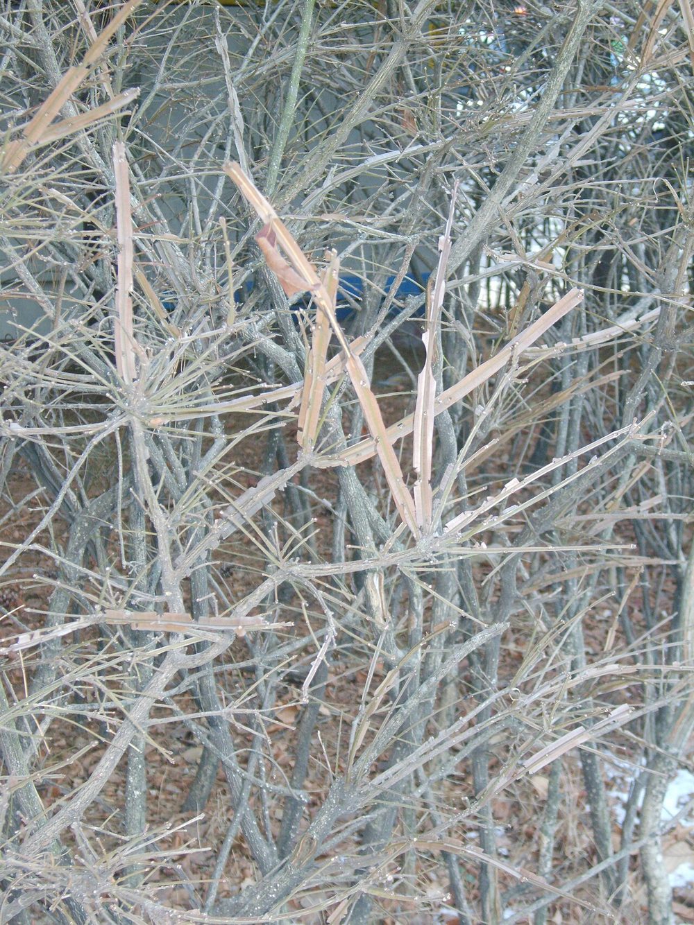 Corky flat wings running along a burning bush stem