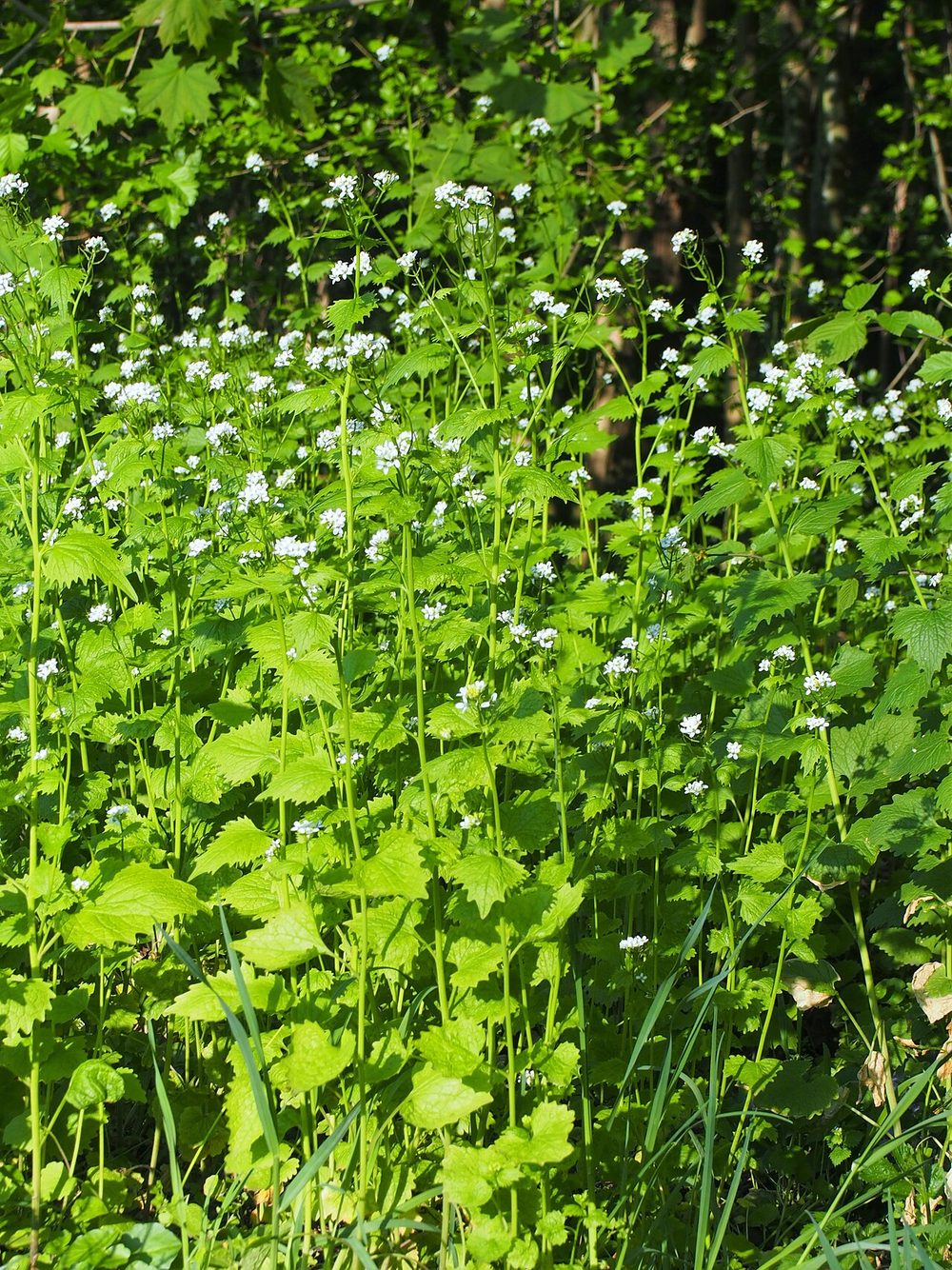 Second-year garlic mustard with white four-petaled flowers