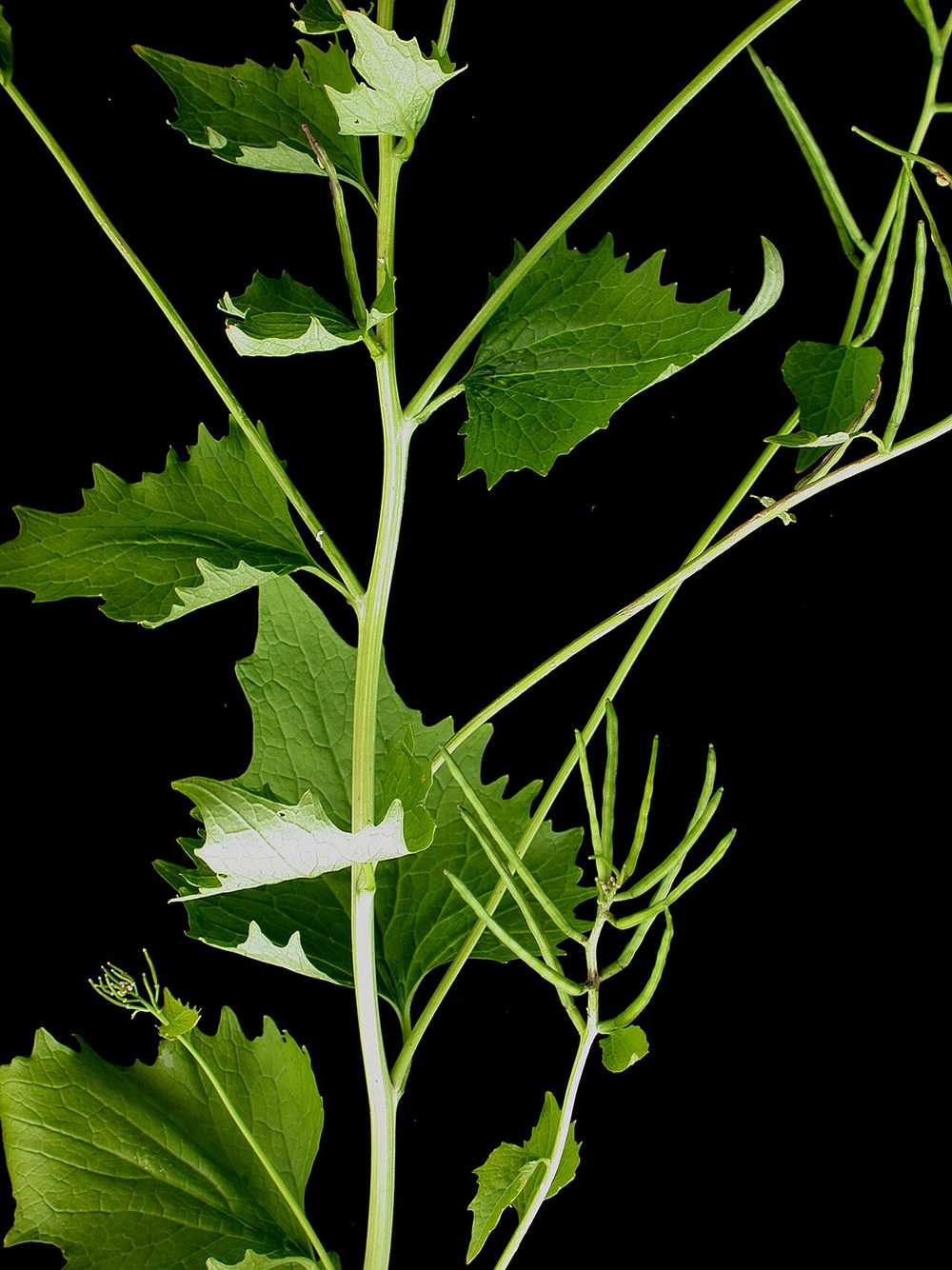 Narrow upright garlic mustard seed pods