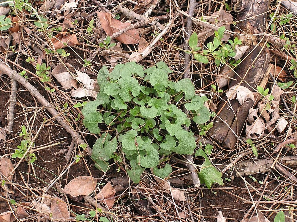 First-year garlic mustard basal rosette with kidney-shaped scalloped leaves