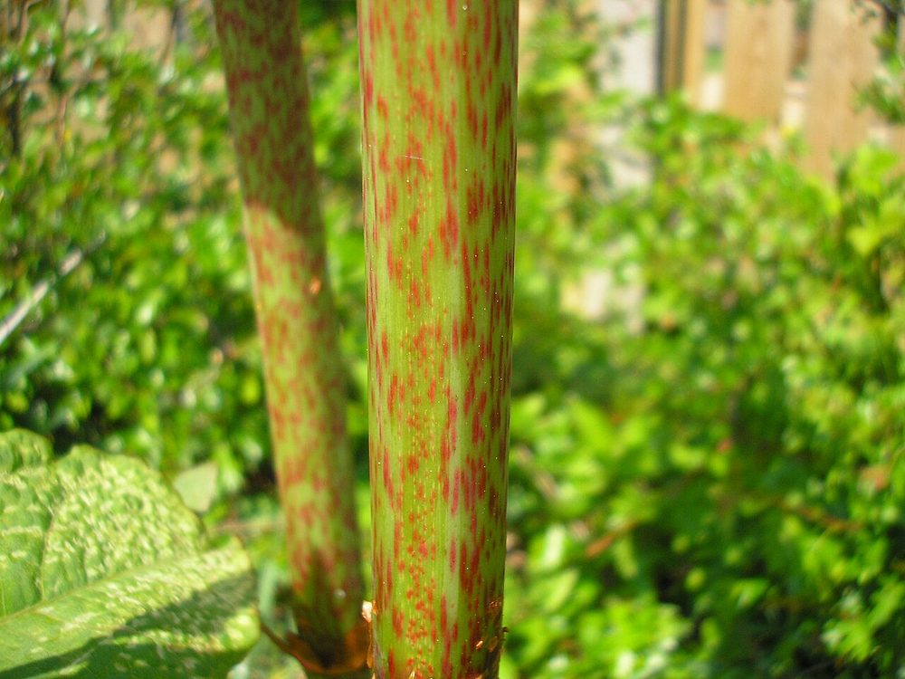 Knotweed cane, green mottled with red-purple, with a swollen node