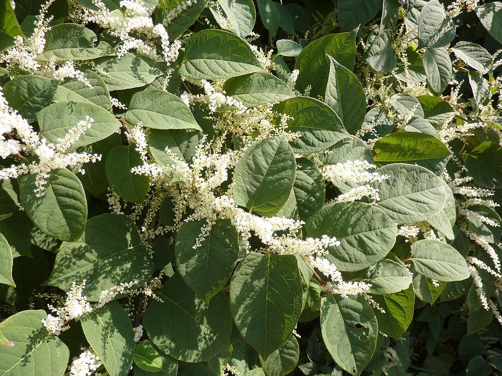 Creamy-white knotweed flower sprays