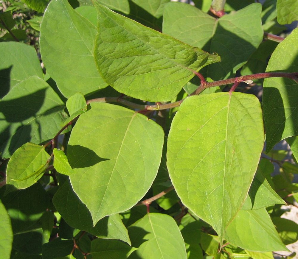 Broad oval knotweed leaf with a flat squared base