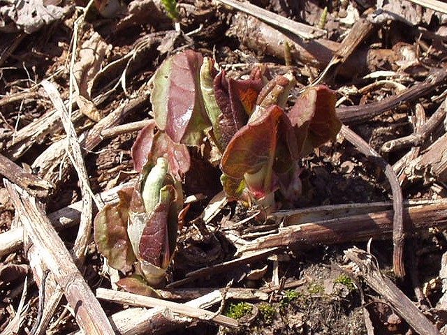 Red asparagus-like knotweed spring shoots