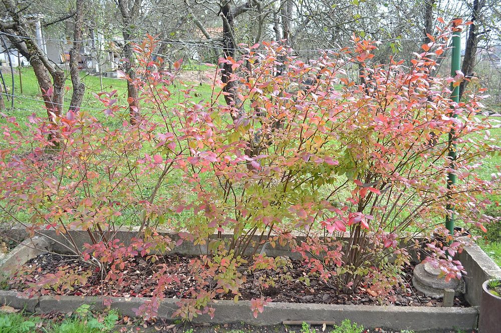 Native highbush blueberry in red autumn color
