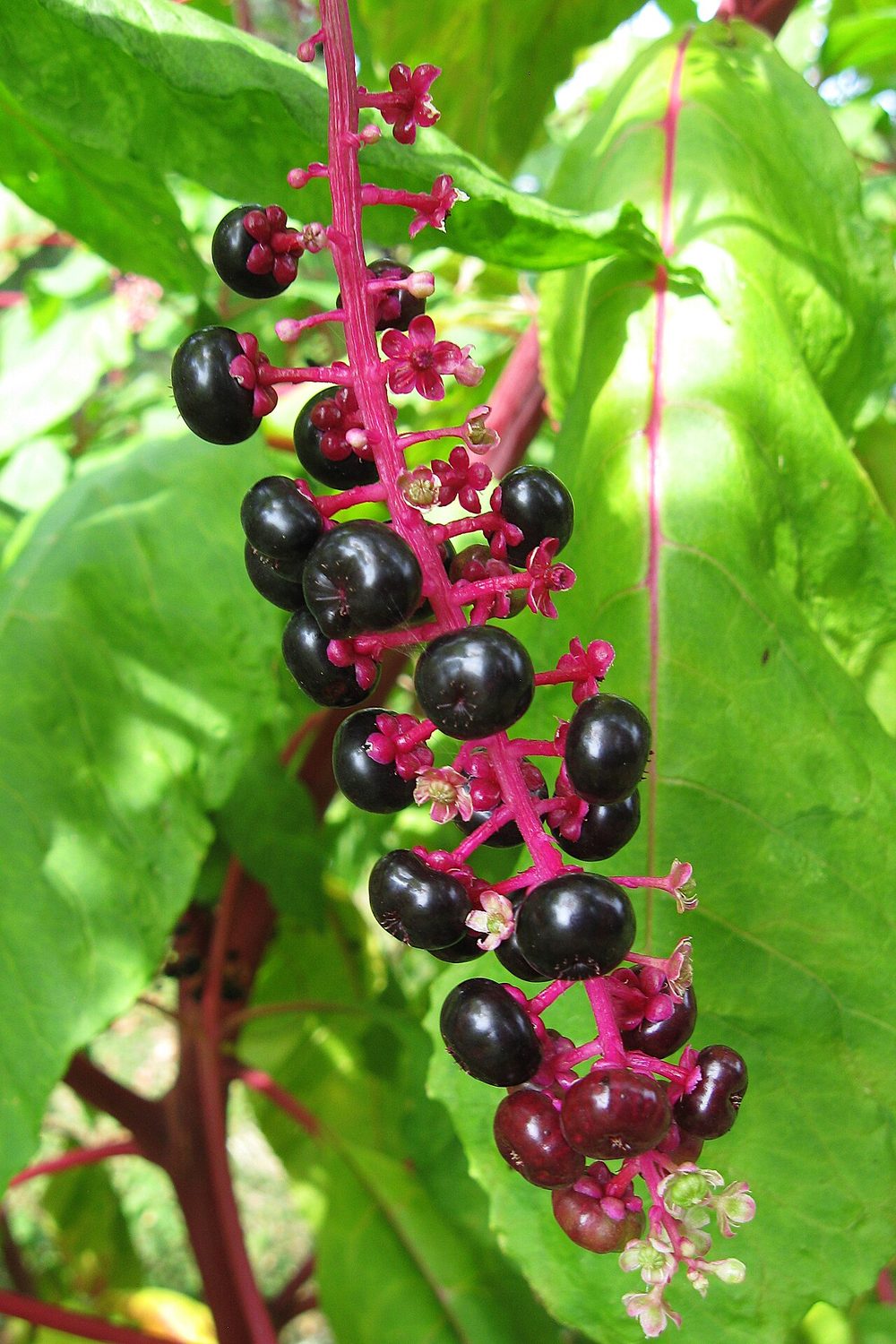 Native pokeweed with dark berries on magenta stems