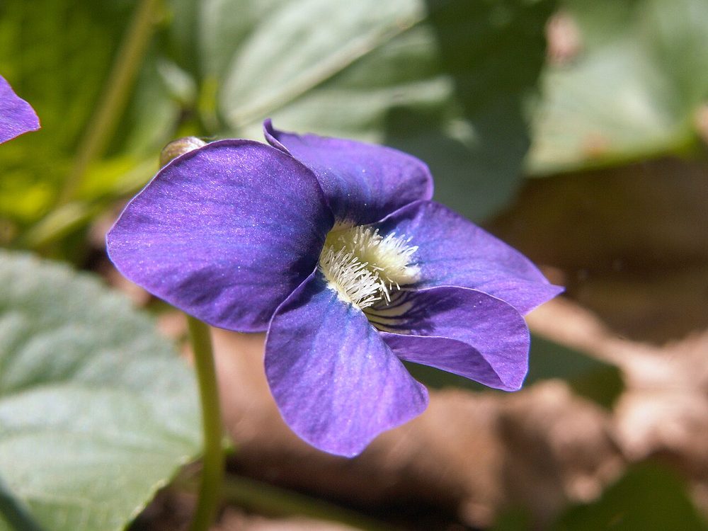 Native common blue violet flower