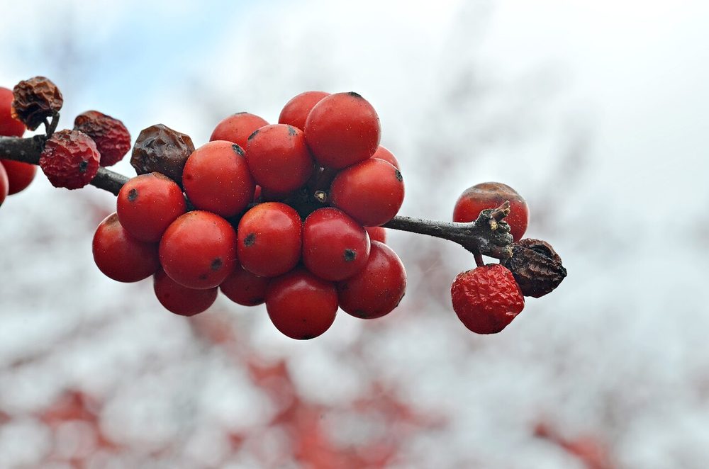 Native winterberry with round red berries